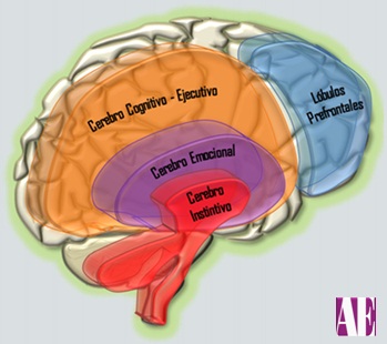 El Cerebro Ejecutivo En El TDA-H